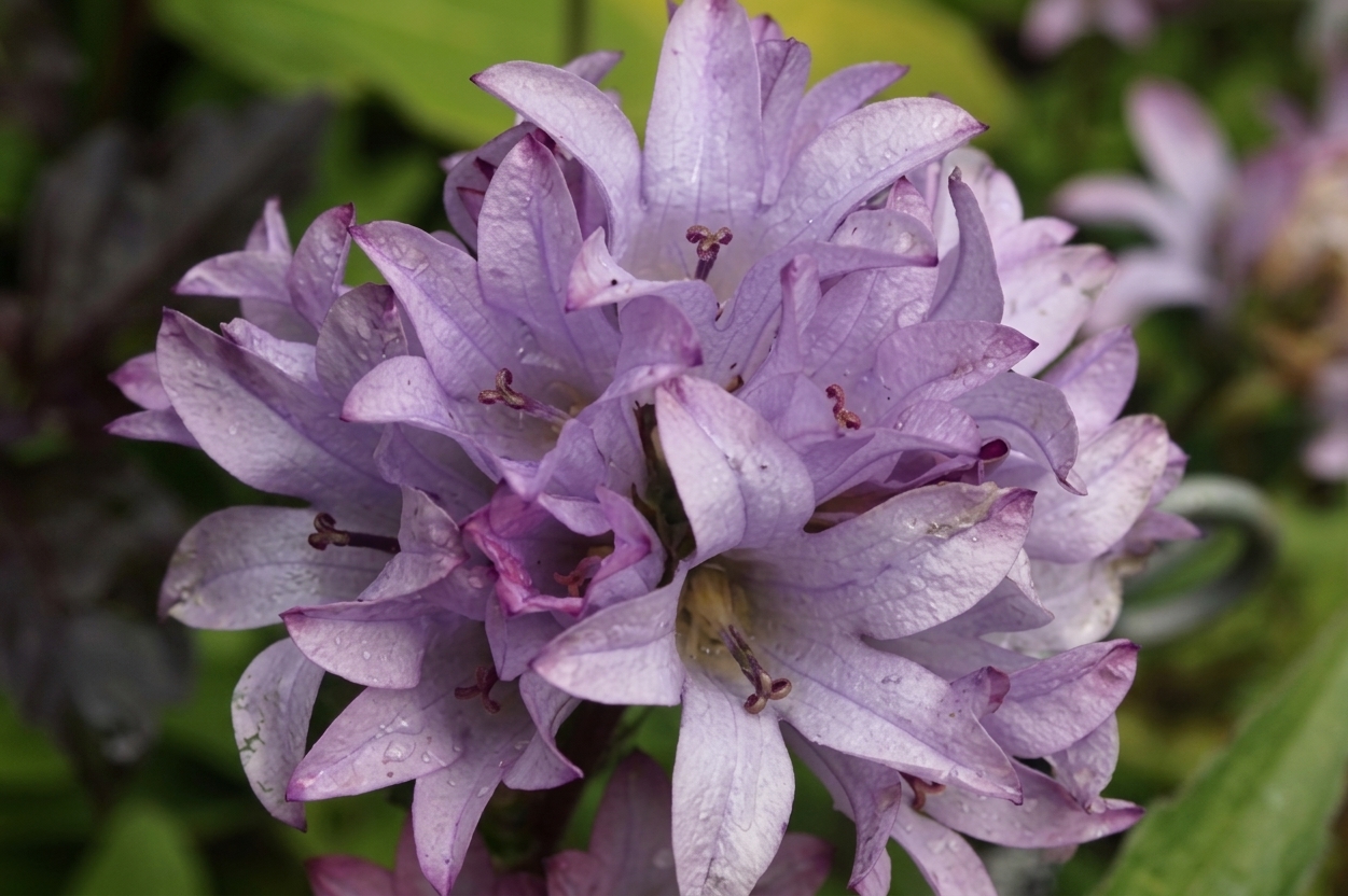 Campanula glomerata 'Caroline'